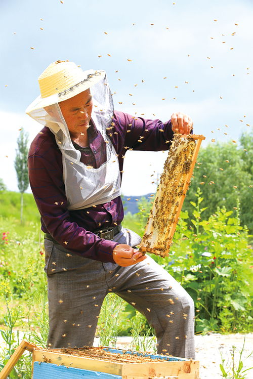 成立養(yǎng)蜂合作社需要什么條件（農(nóng)村養(yǎng)蜂合作社申請(qǐng)條件需要什么材料）