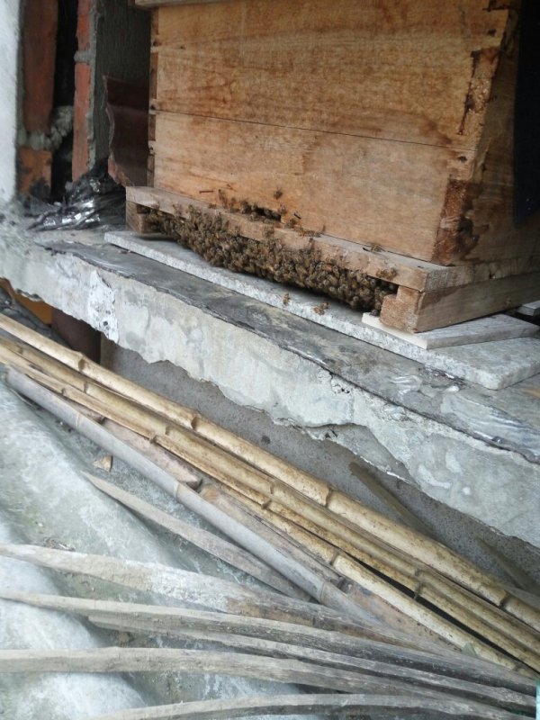 新手養(yǎng)蜜蜂最好什么時(shí)候養(yǎng)（新手養(yǎng)蜂十一忌，一般從什么季節(jié)開始）