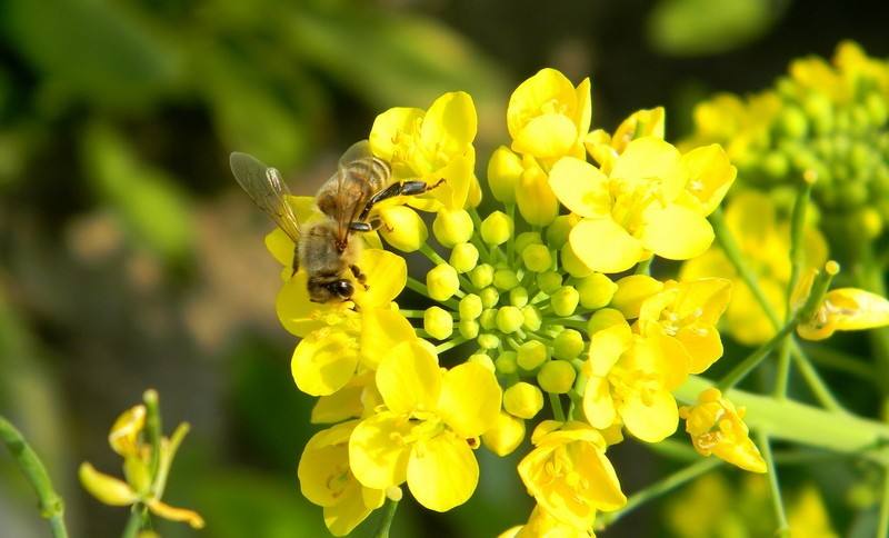 一只蜜蜂一生能采多少蜜？