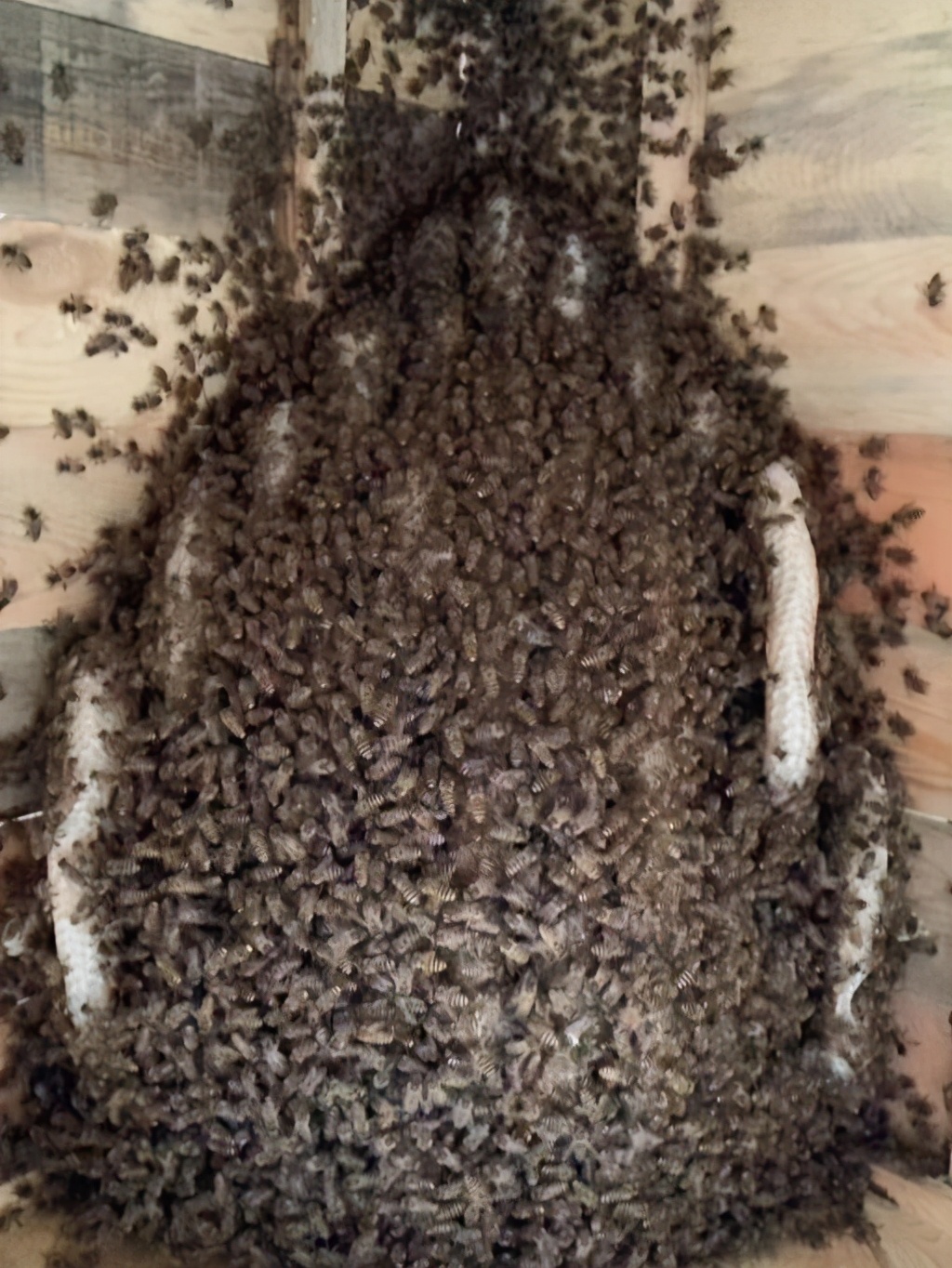 產蜜的蜜蜂種類（產蜜的蜂種有哪些）