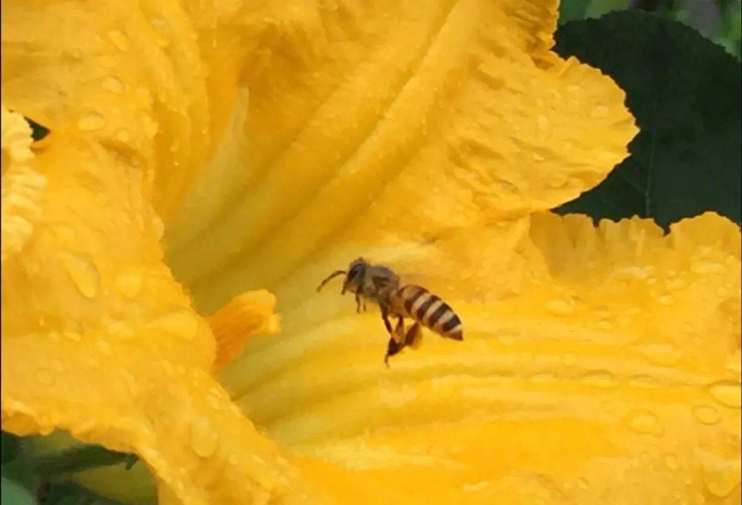 養(yǎng)蜂新手怎么管理（新手養(yǎng)蜂入門(mén)及注意事項(xiàng)）