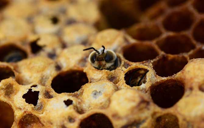 秋繁蜜蜂的養(yǎng)殖方法和注意事項(xiàng)（蜜蜂秋繁的最佳時間及注意事項(xiàng)）