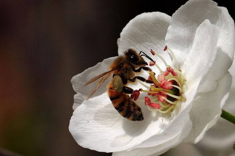 【養(yǎng)蜂技術(shù)】蜜蜂科學(xué)養(yǎng)殖技術(shù)有哪些？