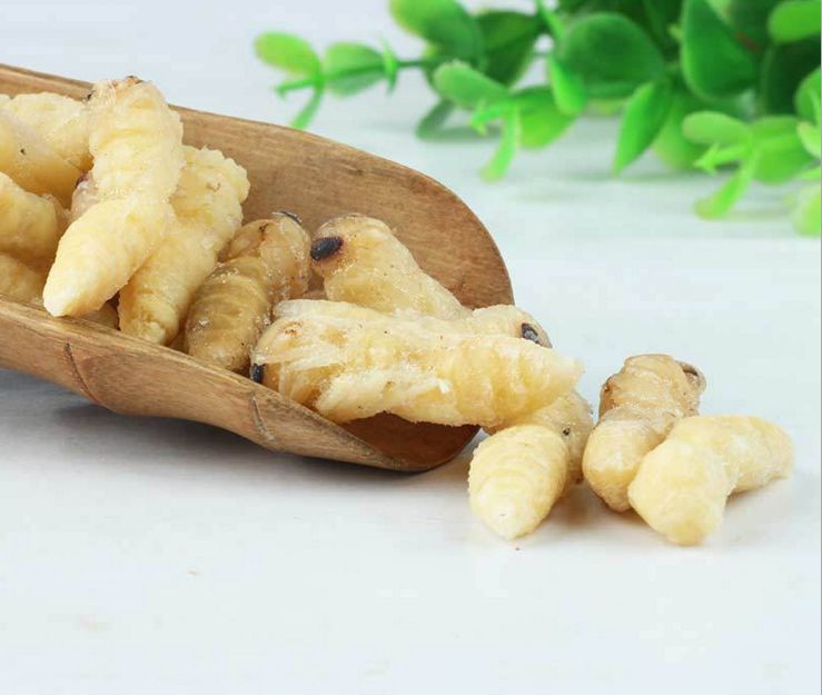 【蜜蜂知識(shí)】如何區(qū)別蜜蜂蛹和胡蜂蛹？