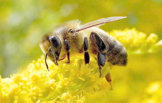 阿壩中蜂適合業余養殖嗎（業余養蜂，需要投資多少）