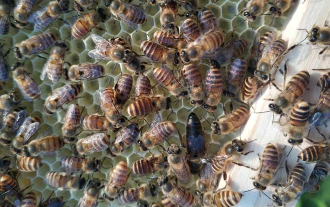 新蜂試飛和盜蜂怎么區(qū)分（怎么確定是不是盜蜂）