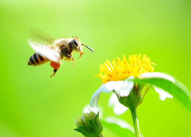 幾只工蜂直接飛進(jìn)空箱是什么情況（蜜蜂不結(jié)團(tuán)直接進(jìn)入空蜂箱，是蜜蜂變懶了嗎）