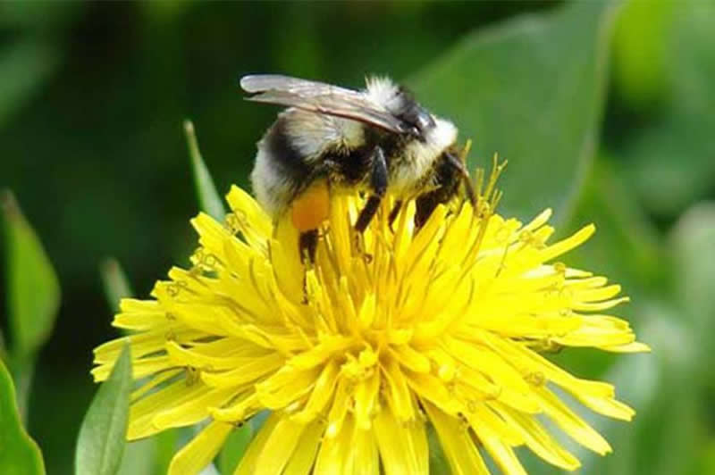 【蜜蜂知識(shí)】蜂王不產(chǎn)卵的原因