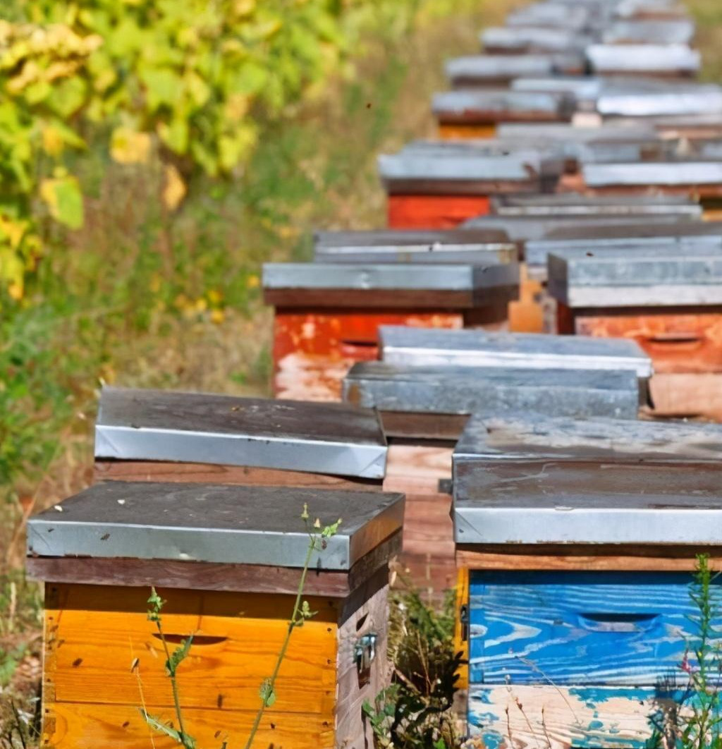 一個(gè)人最多能養(yǎng)多少箱蜜蜂（一個(gè)蜂場(chǎng)適宜養(yǎng)多少箱蜜蜂）