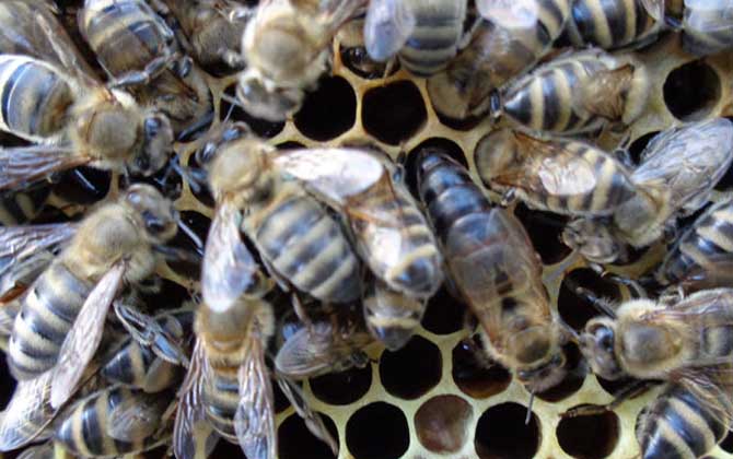東北黑蜂價格（東北黑蜂多少錢一箱）