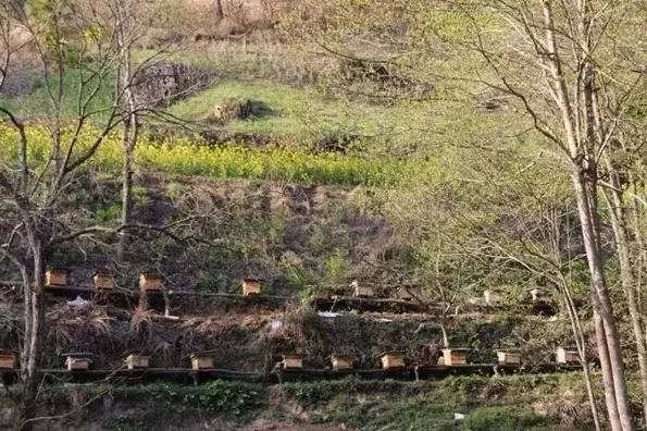 養(yǎng)蜂場(chǎng)種什么樹(shù)好乘涼（哪些地方適合養(yǎng)蜂）