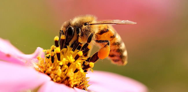 工蜂拖幼蟲(chóng)是什么原因？