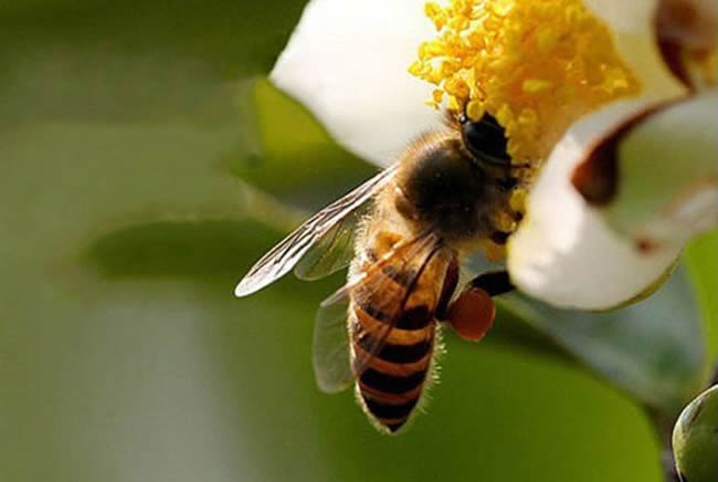 【蜜蜂知識】蜜蜂如何培養(yǎng)蜂王？