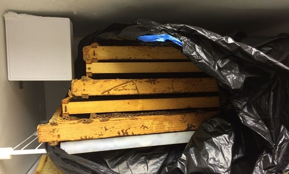 中蜂養(yǎng)蜂場怎樣預防蠟蛾（看看老外如何防治蠟螟）