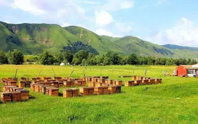 【蜜蜂養(yǎng)殖】養(yǎng)蜂初學(xué)者要注意弱群越冬的管理