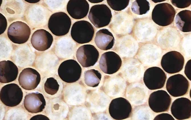 阿壩中蜂易感染什么?。ㄖ蟹湟话銜檬裁床。?></a> </div>
        <div   id=