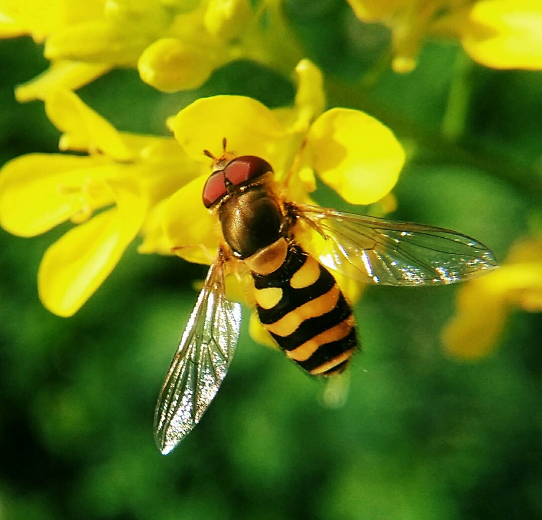阿壩中蜂王個(gè)頭大?。ㄔ趺幢鎰e中蜂阿壩王）