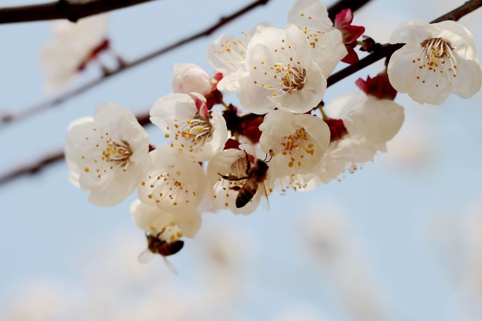 殺蜂螨的最好方法有哪些？