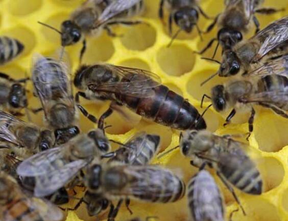 大蜂場換蜂王老王關(guān)在哪里（中蜂換王老王怎么處理 ）