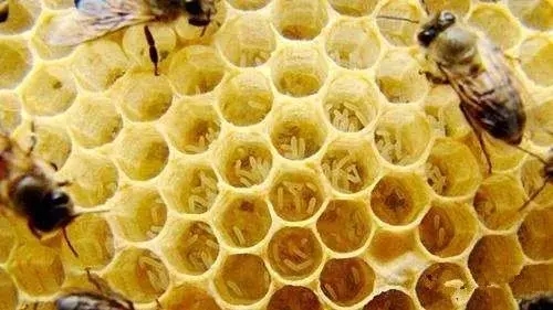 工蜂會不會產卵（工蜂產的卵是什么蜂）