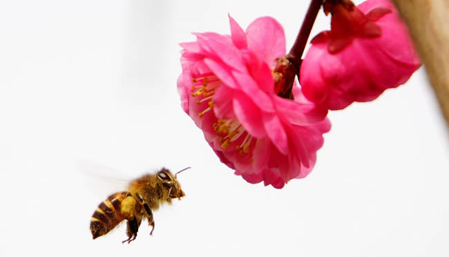 蜜蜂科普知識(shí)