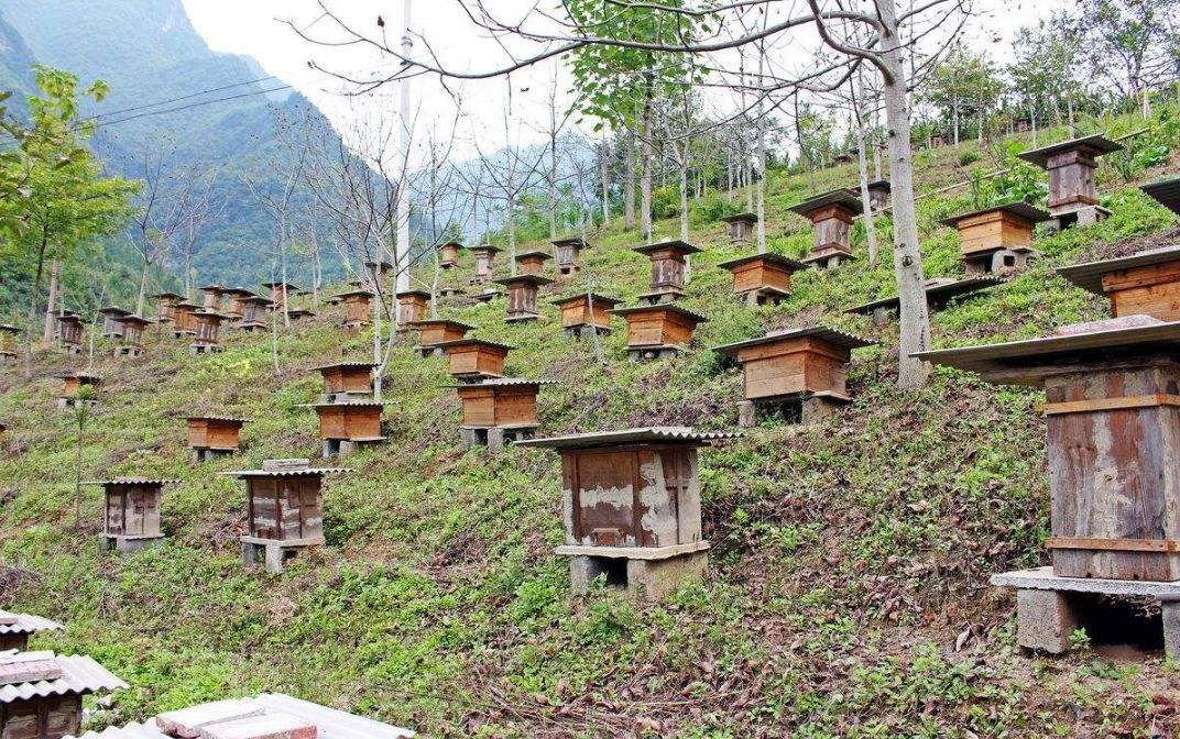 【蜜蜂知識】40箱蜂一年賺多少錢？