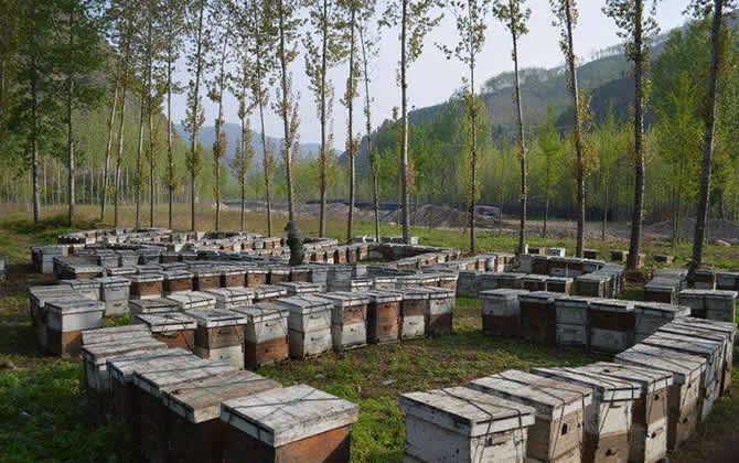 中蜂箱的排列和擺放？