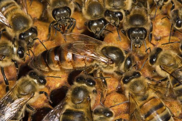 松丹一號可以定養(yǎng)嗎（適合定點飼養(yǎng)的意蜂品種）