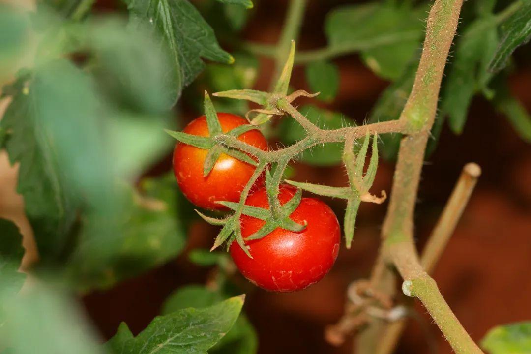 西紅柿什么時(shí)候傳入中國（番茄起源地和流入中國的時(shí)間）