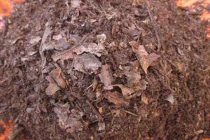 普通土怎么變成營養(yǎng)土（自制營養(yǎng)土的配置方法）